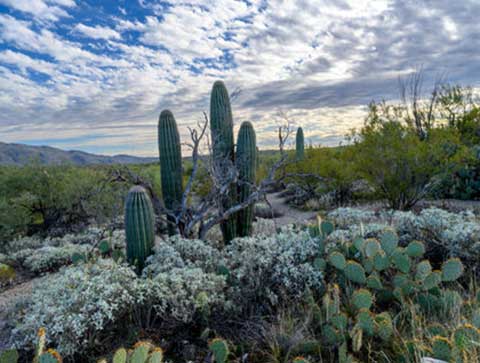 Saguaro