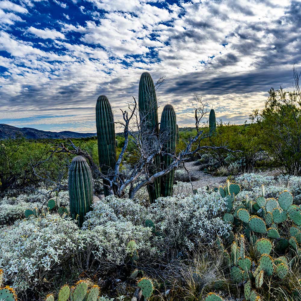 A081- Saguaro at Saguaro National Park (Landscape), Tucson, AZ