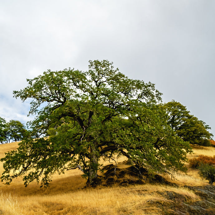 A094A- A Mighty Oak Stands, Sonoma, CA