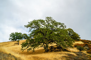 A094A- A Mighty Oak Stands, Sonoma, CA