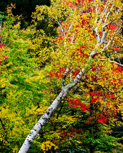 A041- Leaning Tree Fall Foliage, Adirondack Park, New York