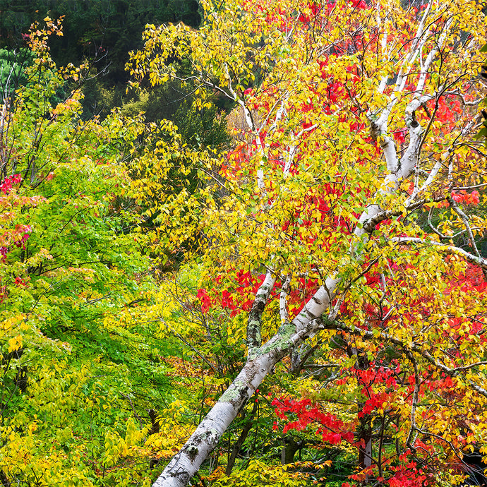 A041- Leaning Tree Fall Foliage, Adirondack Park, New York