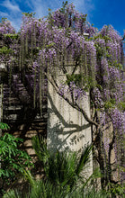 Load image into Gallery viewer, A143- Untermeyer Wisteria, Yonkers, NY