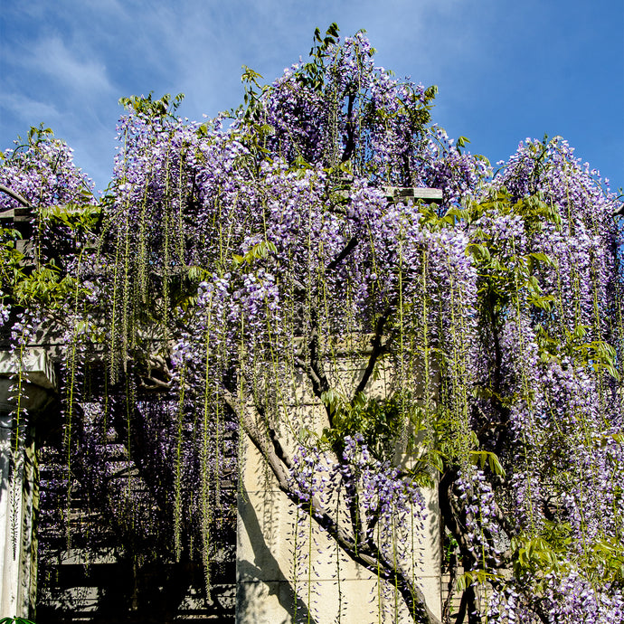 A143- Untermeyer Wisteria, Yonkers, NY