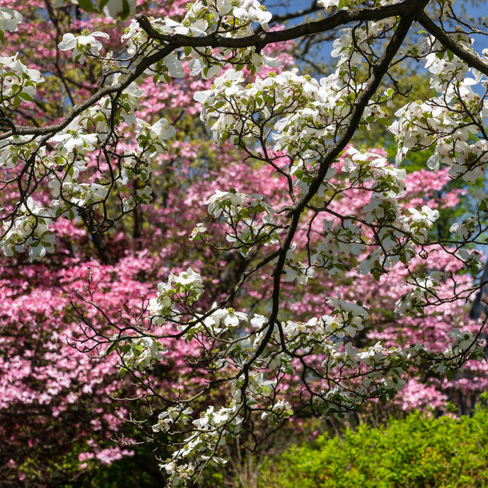 A179- Spring Tree Blooms, Yonkers, NY