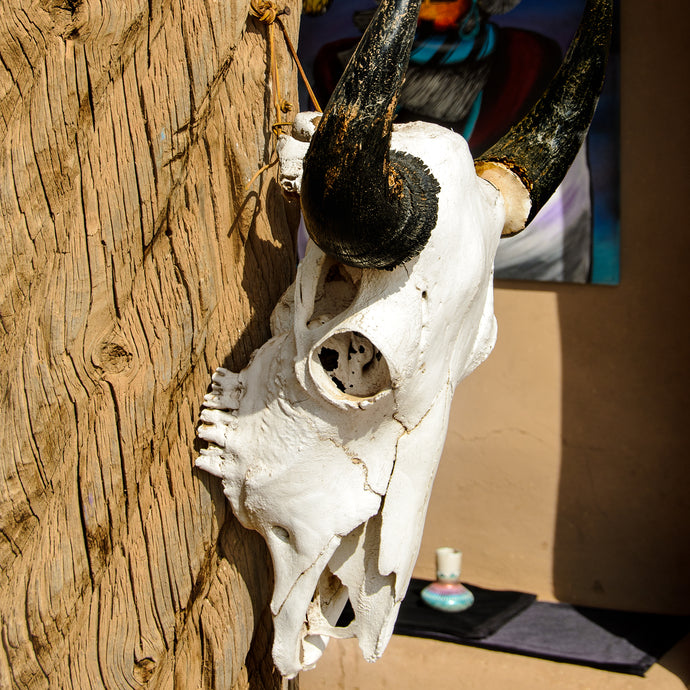 A153- Skull, Santa Fe, NM