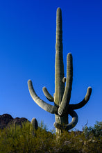Load image into Gallery viewer, A088- Majestic Saguaro Cactus, Organ Pipe Cactus National Monument, AZ