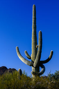 A088- Majestic Saguaro Cactus, Organ Pipe Cactus National Monument, AZ