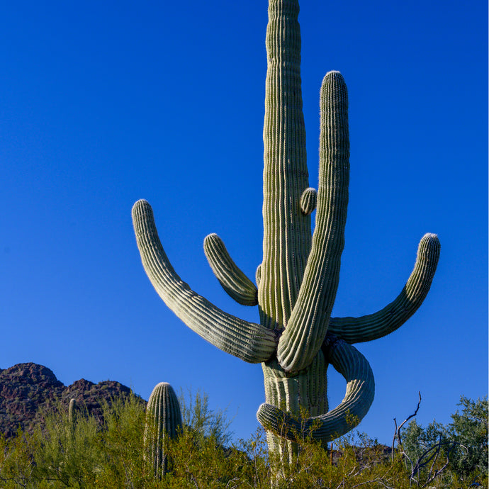 A088- Majestic Saguaro Cactus, Organ Pipe Cactus National Monument, AZ