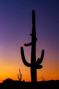 A089- Sunset Saguaro Purple and Orange, outside Organ Pipe Cactus National Monument, AZ