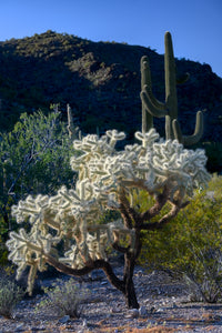 A080- Jumping Cholla, Organ Pipe Cactus National Monument, AZ