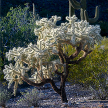 Load image into Gallery viewer, A080- Jumping Cholla, Organ Pipe Cactus National Monument, AZ