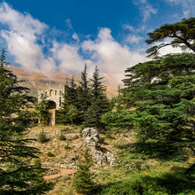 Load image into Gallery viewer, A031- Cedars of Lebanon, Bcharreh, Lebanon