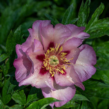 Load image into Gallery viewer, A166- Pink Peony, Yonkers, NY