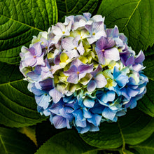 Load image into Gallery viewer, A167- Mophead Hydrangea Blue, Pink and Yellow, Yonkers, NY, Yonkers, NY