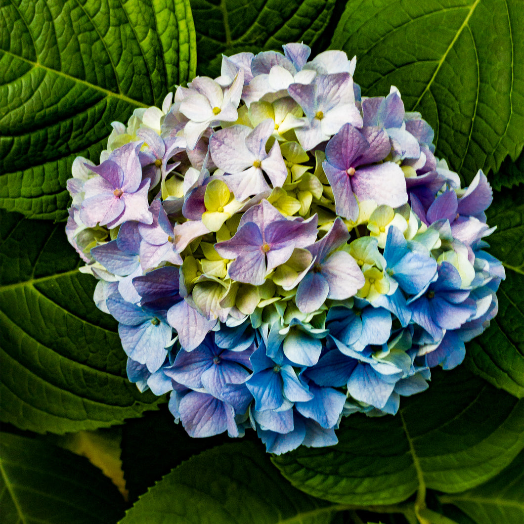 A167- Mophead Hydrangea Blue, Pink and Yellow, Yonkers, NY, Yonkers, NY