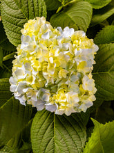 Load image into Gallery viewer, A168- Mophead Hydrangea White and Yellow, Yonkers, NY
