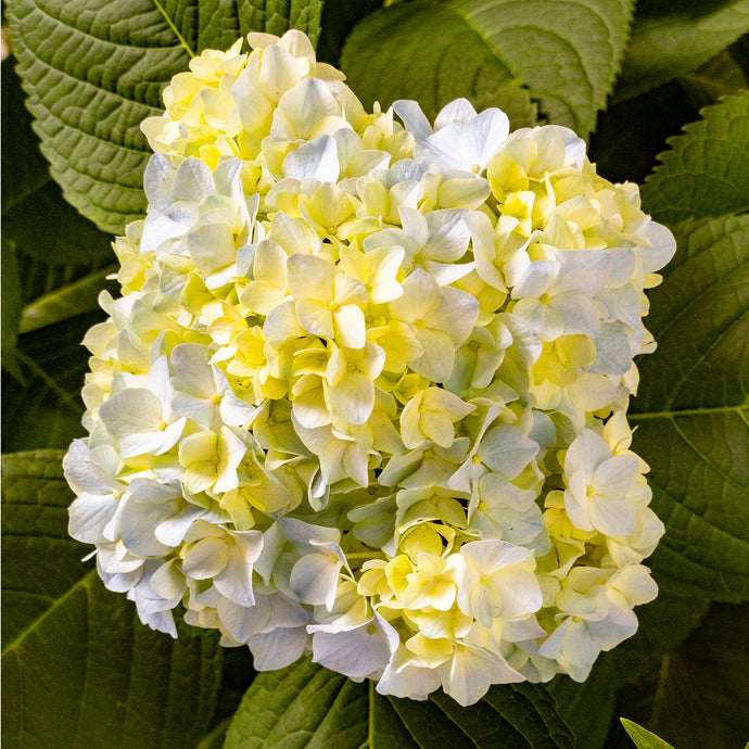 A168- Mophead Hydrangea White and Yellow, Yonkers, NY