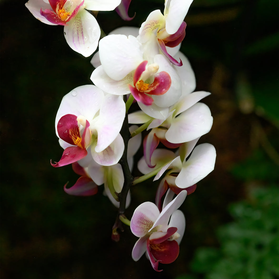 A176- Phalaenopsis Orchid 2 “Moth Orchid”, NY Botanical Gardens, Bronx, NY