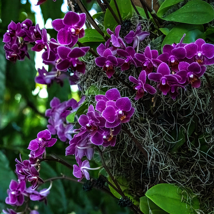 A178- Phalaenopsis Orchid Purple, NY Botanical Gardens, Bronx, NY