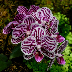 A177- Phalaenopsis Orchid 3 “Moth Orchid”,, NY Botanical Gardens, Bronx, NY