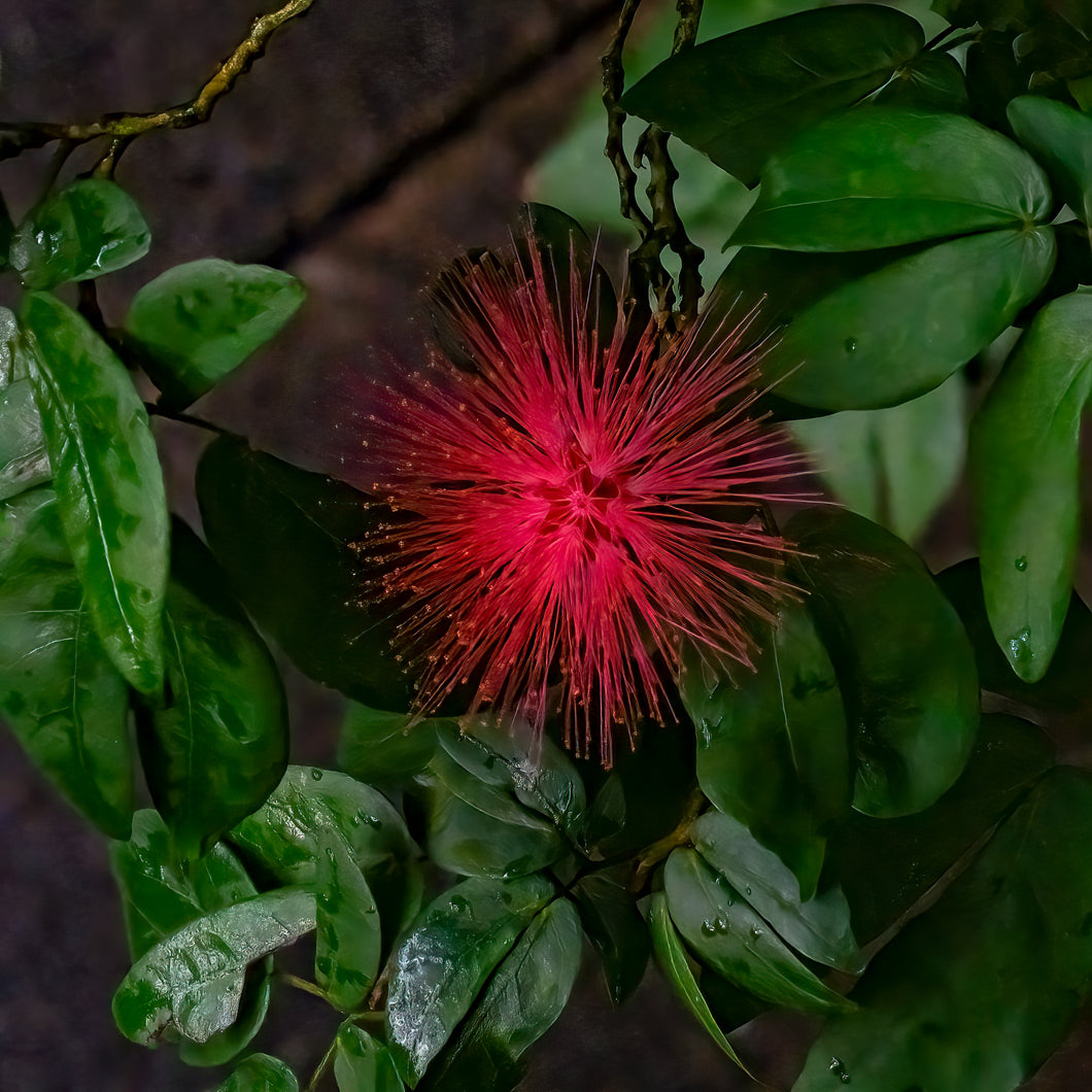 A158- Calliandra Haematocephala Haask (Powder Puff Tree), NY Botanical Gardens, Bronx, NY