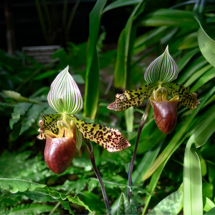 A172- Paphiopedilum Sukhakulii “Sukhakul’s Paphiopedilum” Orchid Square, NY Botanical Gardens, Bronx, NY