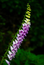 Load image into Gallery viewer, A170- Foxglove, Mattituck, NY