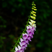 Load image into Gallery viewer, A170- Foxglove, Mattituck, NY