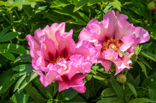 Load image into Gallery viewer, A165- Double Pink Peonies, Yonkers, NY