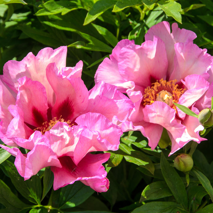 A165- Double Pink Peonies, Yonkers, NY