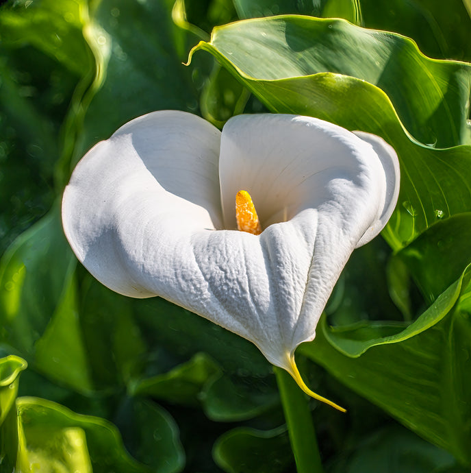 A164- Calla Lilly, Mattituck, NY