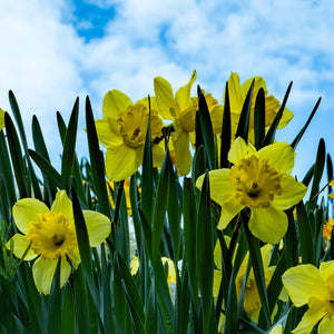 A022- Daffodils, Bronxville, NY