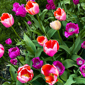 A020- Tulip Pink and Purple Bloom. Yonkers, NY