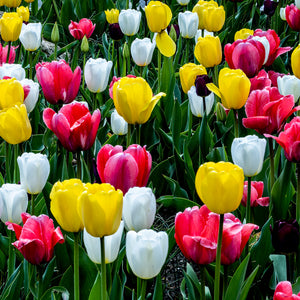 A163- Tulip Yellow, Red and White Bloom, Yonkers, NY