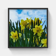 Load image into Gallery viewer, A022- Daffodils, Bronxville, NY