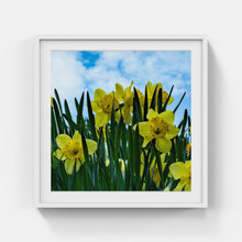 Load image into Gallery viewer, A022- Daffodils, Bronxville, NY