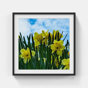 A022- Daffodils, Bronxville, NY