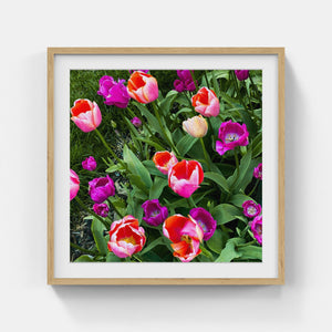 A020- Tulip Pink and Purple Bloom. Yonkers, NY
