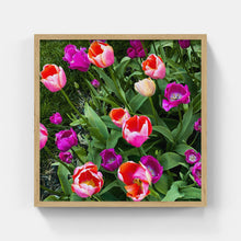 Load image into Gallery viewer, A020- Tulip Pink and Purple Bloom. Yonkers, NY