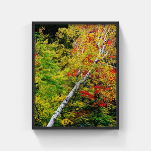 A041- Leaning Tree Fall Foliage, Adirondack Park, New York