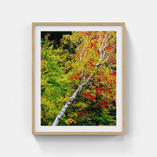 Load image into Gallery viewer, A041- Leaning Tree Fall Foliage, Adirondack Park, New York