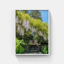 Load image into Gallery viewer, A063- Secret Garden Wisteria, Yonkers, NY