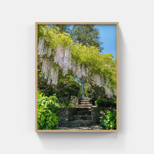 Load image into Gallery viewer, A063- Secret Garden Wisteria, Yonkers, NY