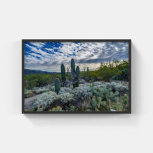 Load image into Gallery viewer, A081- Saguaro at Saguaro National Park (Landscape), Tucson, AZ