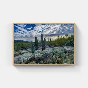 A081- Saguaro at Saguaro National Park (Landscape), Tucson, AZ