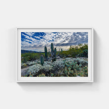 Load image into Gallery viewer, A081- Saguaro at Saguaro National Park (Landscape), Tucson, AZ