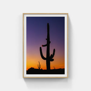 A089- Sunset Saguaro Purple and Orange, outside Organ Pipe Cactus National Monument, AZ