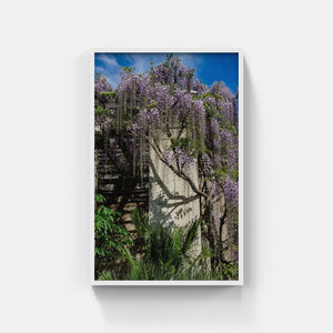 A143- Untermeyer Wisteria, Yonkers, NY