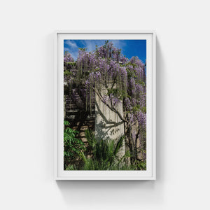 A143- Untermeyer Wisteria, Yonkers, NY